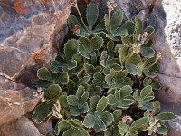 Primula marginata 3, Saxifraga-Harry Jans