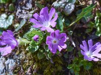 Primula minima 24, Saxifraga-Harry Jans