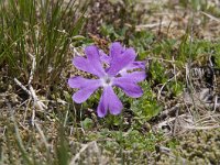 Primula minima 26, Saxifraga-Luuk Vermeer