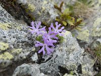 Primula minima 29, Saxifraga-Luuk Vermeer