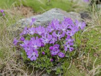 Primula minima 31, Saxifraga-Luuk Vermeer