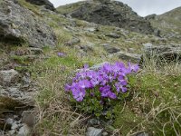 Primula minima 32, Saxifraga-Luuk Vermeer