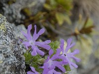 Primula minima 33, Saxifraga-Luuk Vermeer