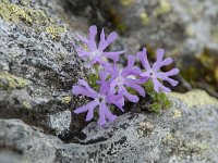 Primula minima 34, Saxifraga-Luuk Vermeer