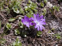 Primula minima 36, Saxifraga-Luuk Vermeer