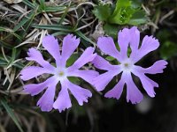 Primula minima 38, Saxifraga-Luuk Vermeer