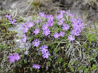 Primula minima 40, Saxifraga-Luuk Vermeer