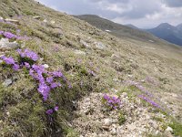 Primula minima 44, Saxifraga-Luuk Vermeer