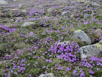 Primula minima 51, Saxifraga-Luuk Vermeer