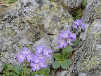 Primula tyrolensis 15, Saxifraga-Luuk Vermeer