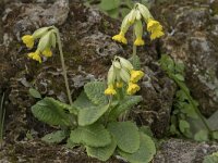 Primula veris 52, Gulden sleutelbloem, Saxifraga-Willem van Kruijsbergen