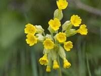 Primula veris 56, Gulden sleutelbloem, Saxifraga-Jan Nijendijk