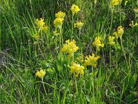Primula veris 58, Gulden sleutelbloem, Saxifraga-Hans Grotenhuis