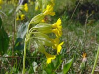 Primula veris 61, Gulden sleutelbloem, Saxifraga-Hans Grotenhuis