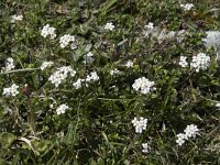 Pritzelago alpina 20, Saxifraga-Willem van Kruijsbergen