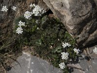 Pritzelago alpina 22, Saxifraga-Willem van Kruijsbergen