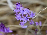 Prospero autumnale 10, Herfststerhyacint, Saxifraga-Tom Heijnen