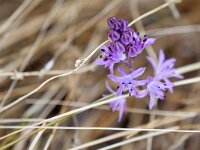 Prospero autumnale 12, Herfststerhyacint, Saxifraga-Tom Heijnen