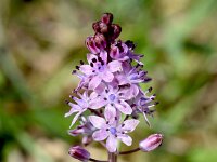 Prospero autumnale 9, Herfststerhyacint, Saxifraga-Sonja Bouwman  Autumn squill - Prospero autumnale - Asparagaceae familie; Skinaria (Zakynthos)