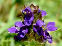 Prunella grandiflora 31, Grote brunel, Saxifraga-Sonja Bouwman,  Prunella grandiflora - Grote brunel - Lamiaceae familie; Kuttenberg (Bad Münstereifel)