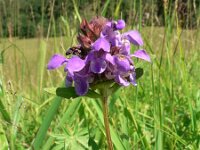 Prunella grandiflora 10, Grote brunel, Saxifraga-Jan Willem Jongepier