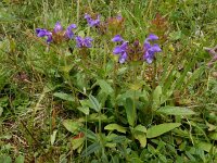 Prunella grandiflora 21, Grote brunel, Saxifraga-Ed Stikvoort