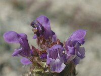 Prunella grandiflora 3, Grote brunel, Saxifraga-Jan van der Straaten
