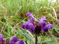 Prunella grandiflora 37, Grote brunel, Saxifraga-Hans Grotenhuis