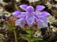 Prunella grandiflora 40, Grote brunel, Saxifraga-Ed Stikvoort : Poncebos s9900