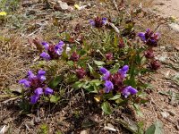 Prunella grandiflora 41, Grote brunel, Saxifraga-Ed Stikvoort