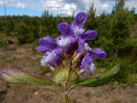 Prunella grandiflora 42, Grote brunel, Saxifraga-Ed Stikvoort