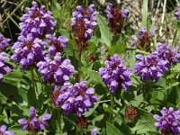 Prunella grandiflora 9, Grote brunel, Saxifraga-Jan van der Straaten