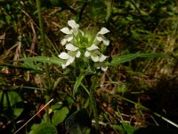 Prunella laciniata 15, Saxifraga-Ed Stikvoort