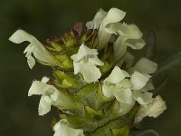 Prunella laciniata 1, Saxifraga-Jan van der Straaten