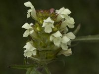 Prunella laciniata 2, Saxifraga-Jan van der Straaten