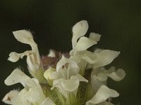 Prunella laciniata 3, Saxifraga-Jan van der Straaten