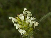 Prunella laciniata 6, Saxifraga-Jan van der Straaten