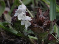 Prunella laciniata 7, Saxifraga-Rutger Barendse