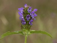 Prunella vulgaris 36, Gewone brunel, Saxifraga-Willem van Kruijsbergen