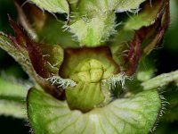 Prunella vulgaris 38, Gewone brunel, Saxifraga-Sonja Bouwman