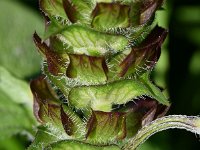 Prunella vulgaris 39, Gewone brunel, Saxifraga-Sonja Bouwman