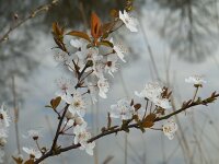 Prunus cerasifera 10, Kerspruim, Saxifraga-Ed Stikvoort