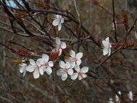 Prunus cerasifera 12, Kerspruim, Saxifraga-Ed Stikvoort