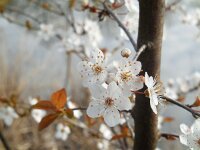 Prunus cerasifera 7, Kerspruim, Saxifraga-Ed Stikvoort