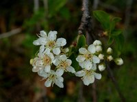 Prunus domestica 1, Pruim, Saxifraga-Jan van der Straaten