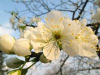 Prunus domestica 2, Pruim, Saxifraga-Rutger Barendse