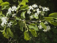 Prunus insititia, Damson