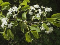 Prunus insititia 1, Saxifraga-Marijke Verhagen