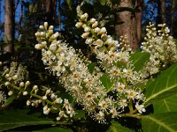 Prunus laurocerasus 8, Laurierkers, Saxifraga-Ed Stikvoort