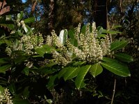 Prunus laurocerasus 9, Laurierkers, Saxifraga-Ed Stikvoort